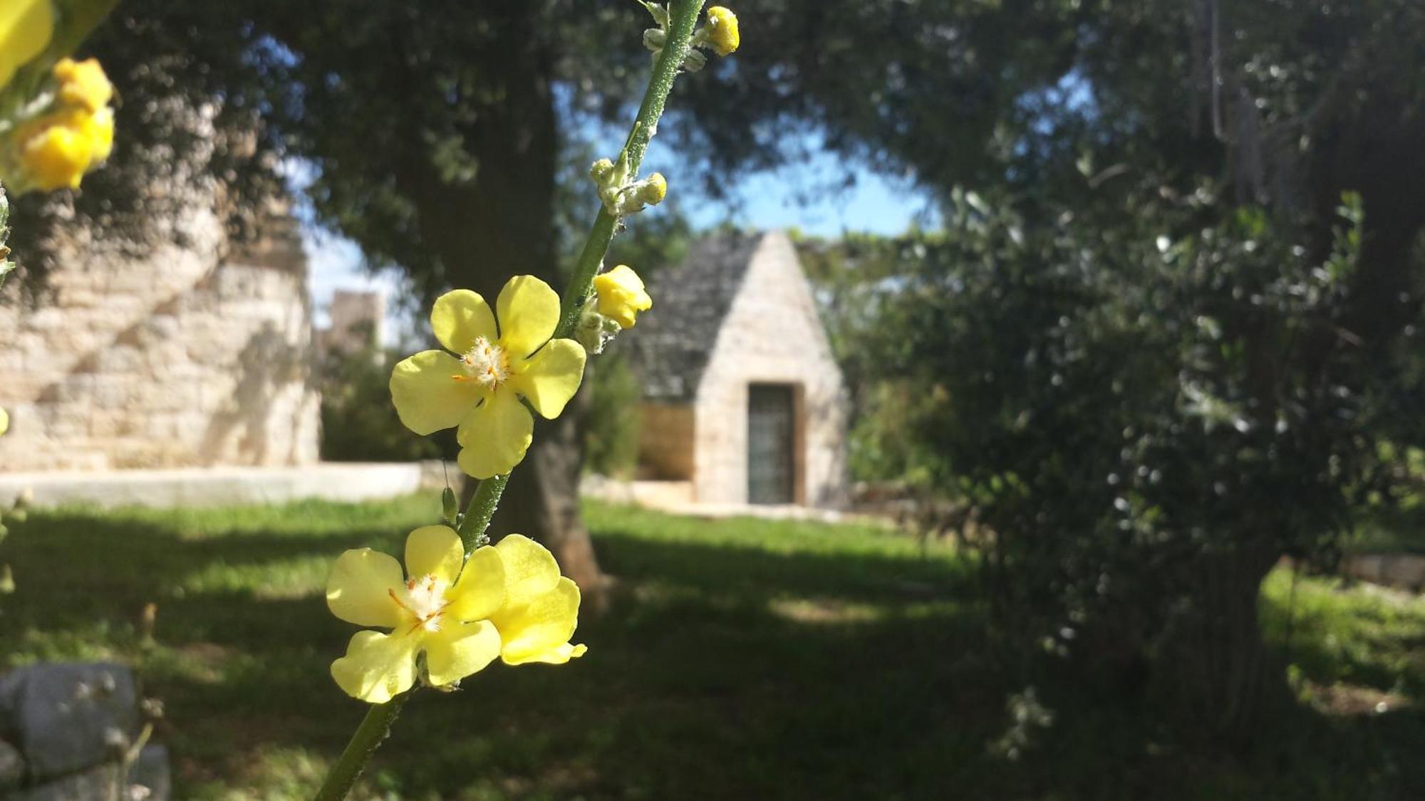 Casa Vacanze Riposo Del Vento Cisternino Extérieur photo
